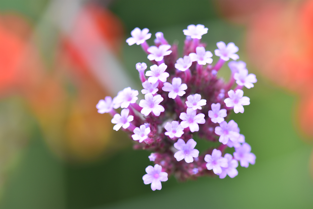 Visit Sheringham Park